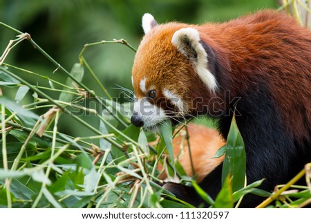 Lesser Panda