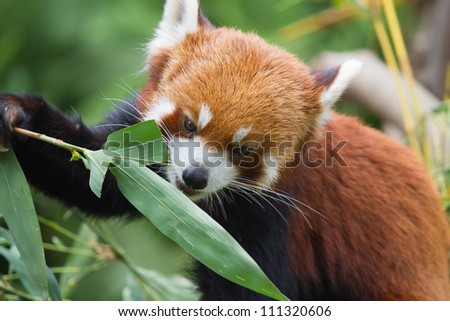 Lesser Panda