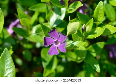 Lesser Periwinkle Atropurpurea flower - Latin name - Vinca minor Atropurpurea - Shutterstock ID 2154423033