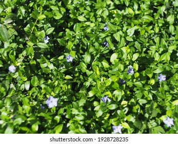 833 Dwarf myrtle Images, Stock Photos & Vectors | Shutterstock