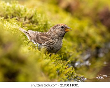 Lesser red poll juvenile on mossy bank - Shutterstock ID 2190111081