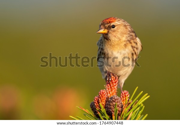 Lesser redpoll (Acanthis cabaret), with\
beautiful green coloured background. Colorful song bird with red\
feather sitting on the branch in the mountains. Wildlife scene from\
nature, Czech Republic