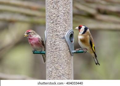 Birds On Feeder Seed Images Stock Photos Vectors Shutterstock