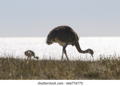 Lesser Rhea