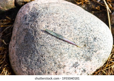 A Lesser Sand Eel On The Stone