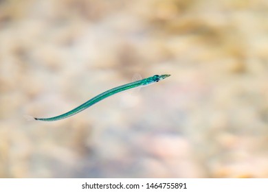 Lesser Sand Eel Swimming In Rockpool