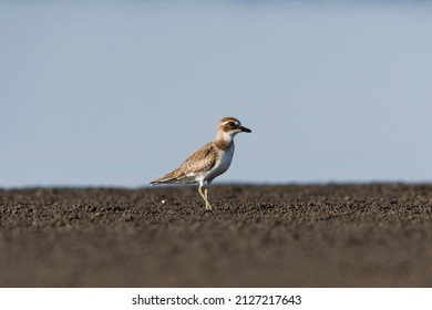 Lesser Sand Plover (Charadrius mongolus) juvenile - Shutterstock ID 2127217643