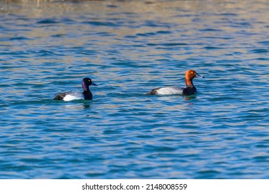 A Lesser Scaup and a Redhead duck swim together in a marsh at Harsen's Island, Clay Township, Michigan.