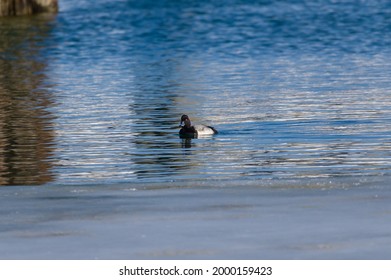 A Lesser Scaup Swims In The St. Clair River At Port Huron, Michigan.