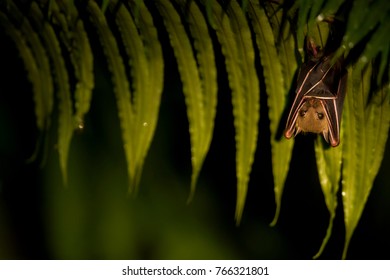 Lesser Short Nosed Fruit Bat (Cynopterus Brachyotis) On A Fern Leaf, Borneo