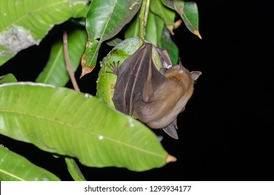 Lesser Short-nosed Fruit Bat (Cynopterus Brachyotis) Feeding On Mango Fruit In Sanur, Bali, Indonesia