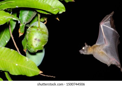 Lesser Short-nosed Fruit Bat (Cynopterus Brachyotis) Feeding On Mango Fruit In Sanur, Bali, Indonesia