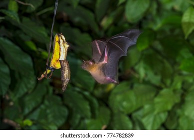 Lesser Short-nosed Fruit Bat ,flying In Night