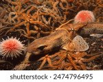 A Lesser spotted dogfish (also known as a Small spotted catshark, Sandy dogfish, Rough hound or Morgay) lying amongst Common Brittle stars on the sea bed