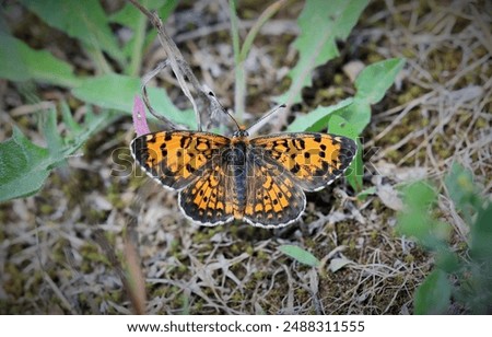 Similar – kaismantel on the forest floor