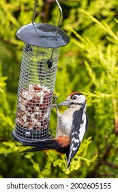 Lesser spotted Wood Pecker on garden nut bird feeder