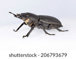 Lesser stag beetle (Dorcus parallelipipedus) - preserved, pinned museum collection specimen, isolated on grey, side profile