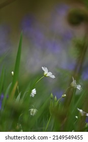 A Lesser Stitchwort In Cabilla Wood A Site Of Special Scientific Interest In Cornwall