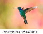 The lesser violetear (Colibri cyanotus), also known as the mountain violet-ear, is a medium-sized, metallic green hummingbird in Costa Rica