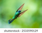 The lesser violetear (Colibri cyanotus), also known as the mountain violet-ear, is a medium-sized, metallic green hummingbird in Ecuador