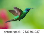 The lesser violetear (Colibri cyanotus), also known as the mountain violet-ear, is a medium-sized, metallic green hummingbird in Ecuador