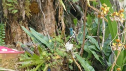 Lesser Violetear Hummingbird Colibri Cyanotus Camouflaged In A Garden In Bosque Guajira Nature Reserve In Colombian Andes