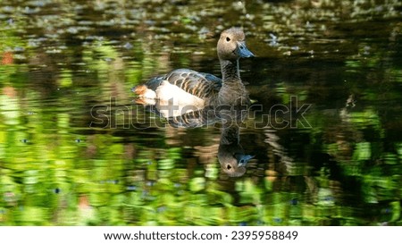 The lesser whistling duck, also known as Indian whistling duck or lesser whistling teal, is a species of whistling duck