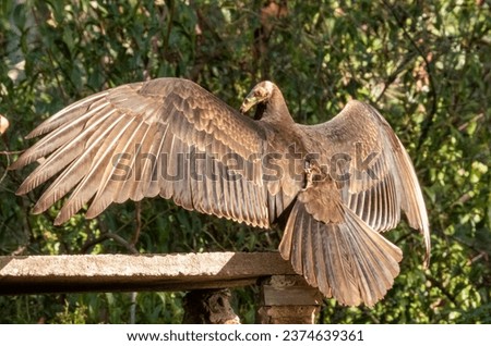 Lesser yellow headed Vulture bird perched with outstretched wings