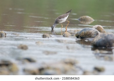 Lesser Yellow Legs Foraging In The Chemung River