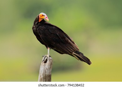 Lesser Yellow-headed Vulture, Cathartes burrovianus, Pantanal, Brazil. Bird of prey with pink and blue, bald head. Black bird from Brazil. Wildlife scene from nature. - Shutterstock ID 794138452