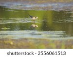 Lesser Yellowleg feeding at wetland swamp, it is fairly large shorebird with bright yellow legs. Gray upperparts with white speckling, streaky neck, and white belly.