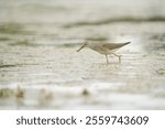 Lesser Yellowleg feeding at wetland swamp, it is fairly large shorebird with bright yellow legs. Gray upperparts with white speckling, streaky neck, and white belly.