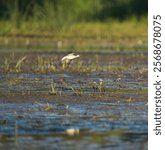 Lesser Yellowleg flying at wetland swamp, it is fairly large shorebird with bright yellow legs. Gray upperparts with white speckling, streaky neck, and white belly.