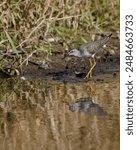 A lesser yellowlegs in breeding plumage is foraging at the water