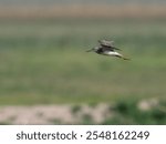 Lesser Yellowlegs in flight against blurred greenery in the background 