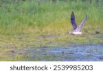 Lesser yellowlegs in flight over a shallow pond.