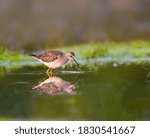 Lesser Yellowlegs Foraging on the Pond in Fall