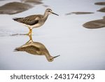 Lesser Yellowlegs hunting for food on the shoreline of the Gulf of St. Lawrence in Canada.