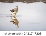 Lesser Yellowlegs hunting for food on the shoreline of the Gulf of St. Lawrence in Canada.