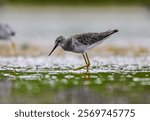 Lesser yellowlegs plover, wading waters of a lagoon, La Pampa, Patagonia, Argentina