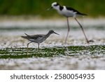 Lesser yellowlegs plover, wading waters of a lagoon, La Pampa, Patagonia, Argentina
