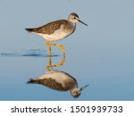 Lesser Yellowlegs with Reflection Foraging on the Pond in Blue Water