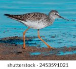 Lesser Yellowlegs walking in the marsh with an insect in its beak