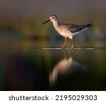 Lesser Yellowlegs walking on a local puddle 