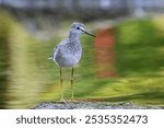 A lesser yellowlegs in the water during the fall migration season. 