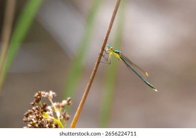 Lestes virens, commonly as the small spreadwing or small emerald spreadwing.