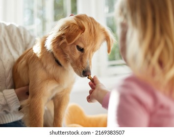 Let Me Do The Sniff Test First. Shot Of A Little Girl Giving Her Puppy And Doggy Treat.