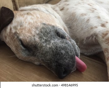 let sleeping dogs lie definition let sleeping dogs lie definition