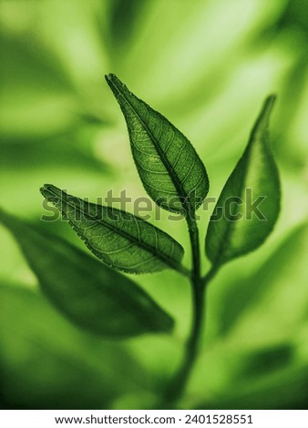 Similar – Image, Stock Photo Let the eye wander 5