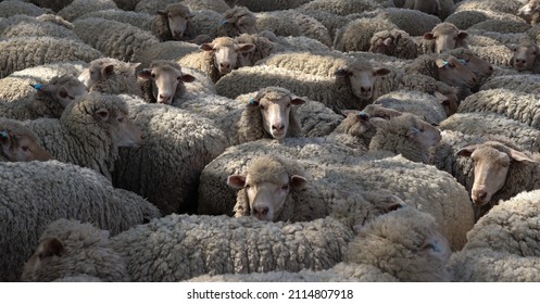 2,866 Sheep and lamb in a pen Images, Stock Photos & Vectors | Shutterstock